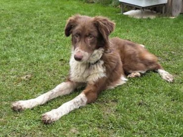 LYRA-wunderschöne Jung-Hündin,53 cm