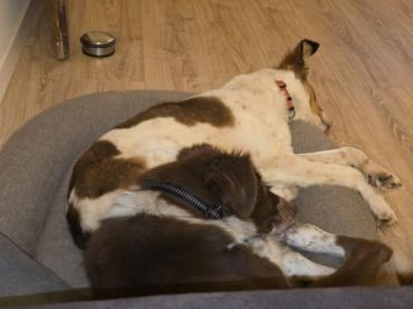 LYRA-wunderschöne Jung-Hündin,53 cm