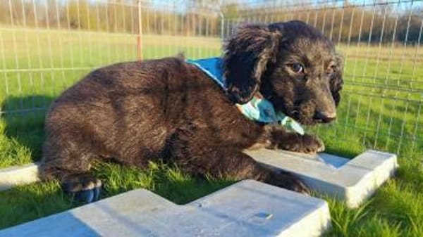 Peaches, super freundlich, lieb (E)