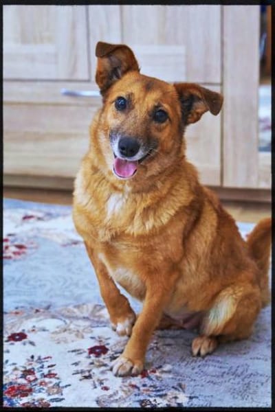 Lass ein Wintermärchen war werden!