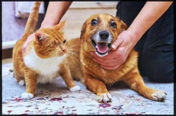 Lass ein Wintermärchen war werden!