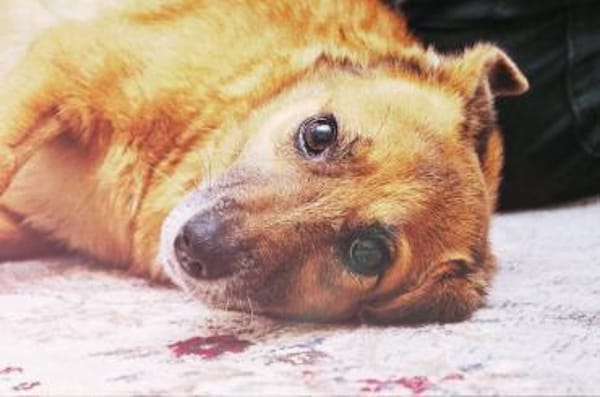 Lass ein Wintermärchen war werden!