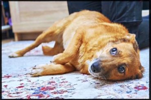 Lass ein Wintermärchen war werden!