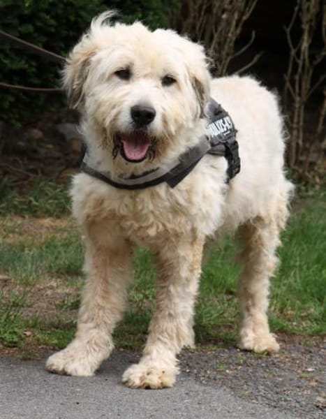 Charlie ist sehr menschenfreundlich