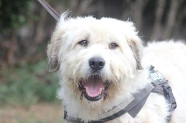 Charlie ist sehr menschenfreundlich