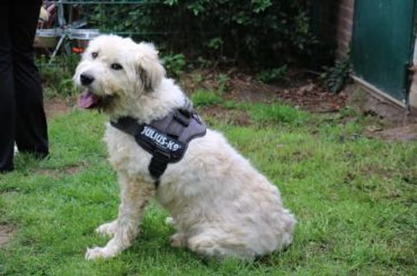 Charlie ist sehr menschenfreundlich