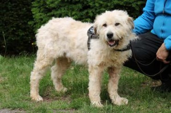 Charlie ist sehr menschenfreundlich