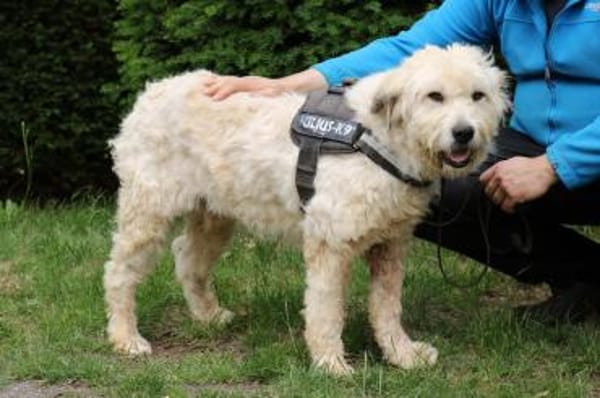 Charlie ist sehr menschenfreundlich