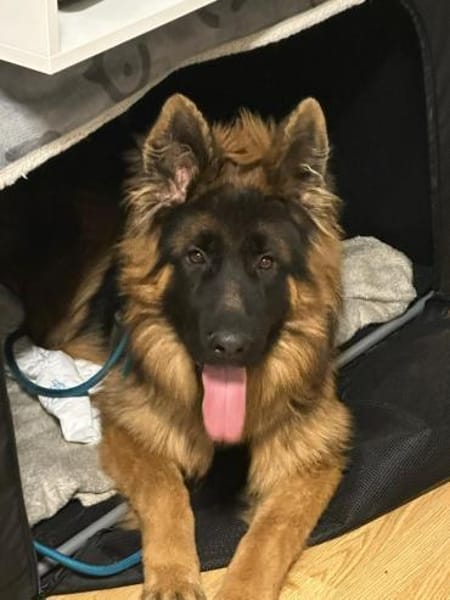 Milow sucht seine perfekte Familie