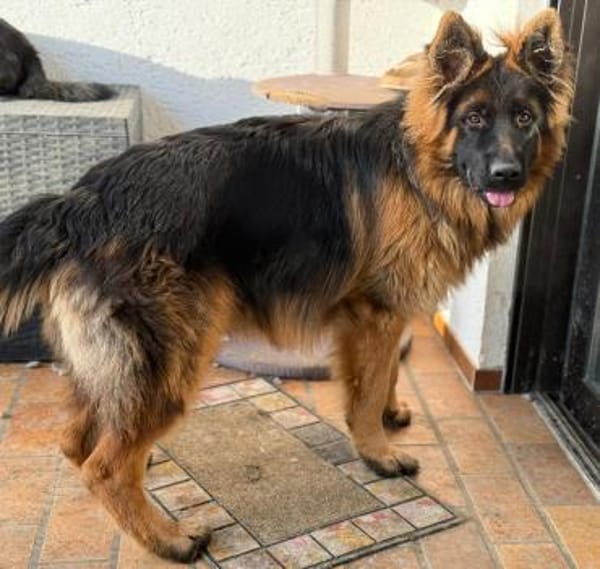 Milow sucht seine perfekte Familie