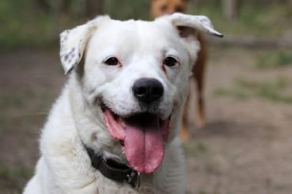 Eddy, su. hundeefahrene Menschen