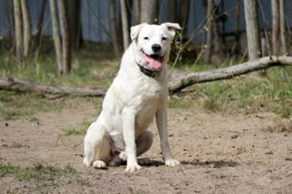 Eddy, su. hundeefahrene Menschen