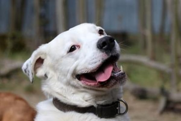 Eddy, su. hundeefahrene Menschen