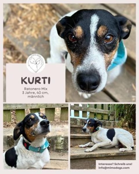 Ratonero-Mix Kurti: Zärtlicher Rüde