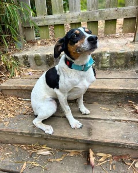 Ratonero-Mix Kurti: Zärtlicher Rüde