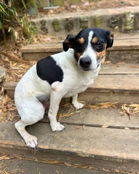 Ratonero-Mix Kurti: Zärtlicher Rüde