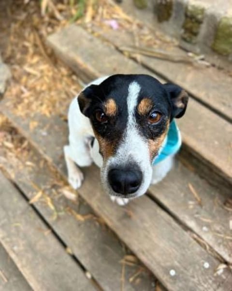 Ratonero-Mix Kurti: Zärtlicher Rüde