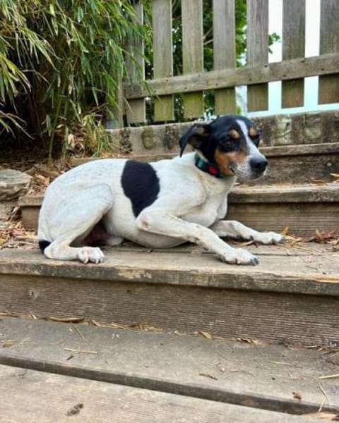 Ratonero-Mix Kurti: Zärtlicher Rüde