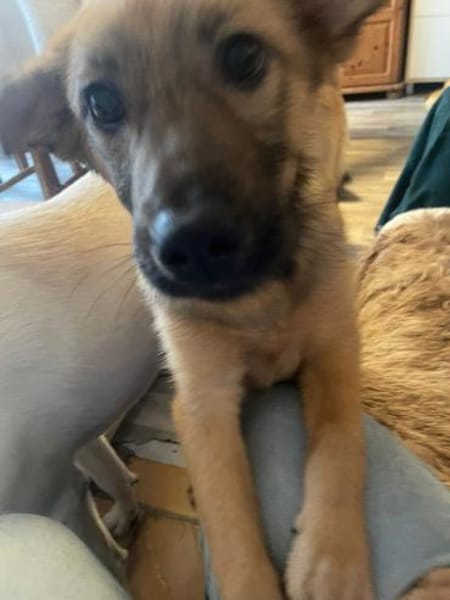 Sanfte Emmi🌺 sucht liebevolles Heim