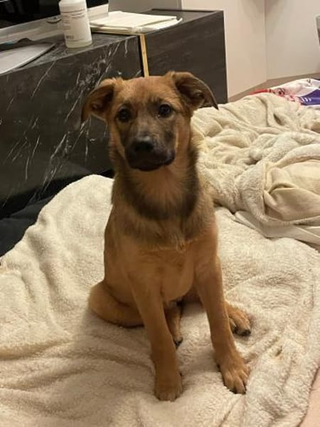 Sanfte Emmi🌺 sucht liebevolles Heim