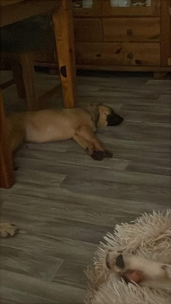 Sanfte Emmi🌺 sucht liebevolles Heim