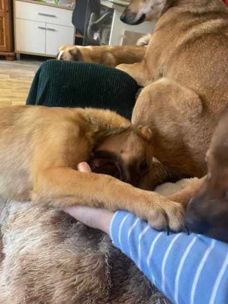 Sanfte Emmi🌺 sucht liebevolles Heim