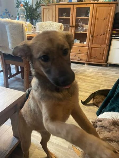 Sanfte Emmi🌺 sucht liebevolles Heim