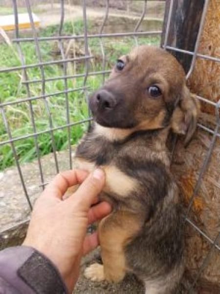 Simon 28 cm (Nov 25) Pflegestelle