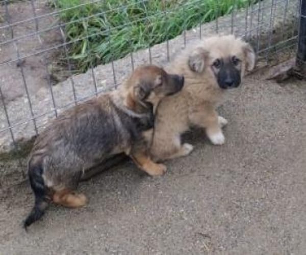 Simon 28 cm (Nov 25) Pflegestelle