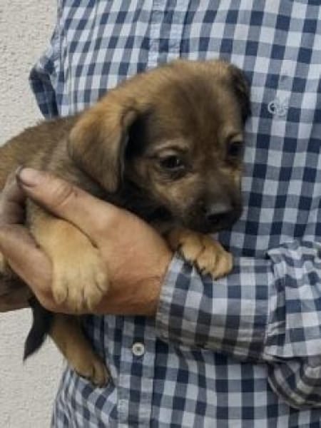 Simon 28 cm (Nov 25) Pflegestelle