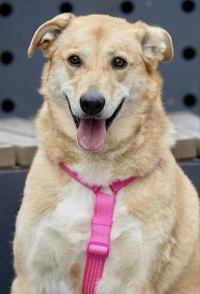 Lucy,  sanft und freundlich