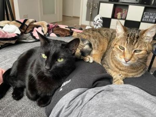 Zwei gemütliche Kater im besten Alter