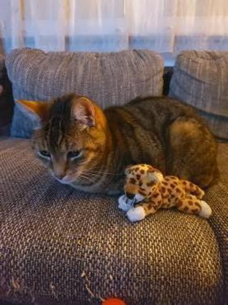 Zwei gemütliche Kater im besten Alter