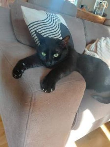 Zwei gemütliche Kater im besten Alter