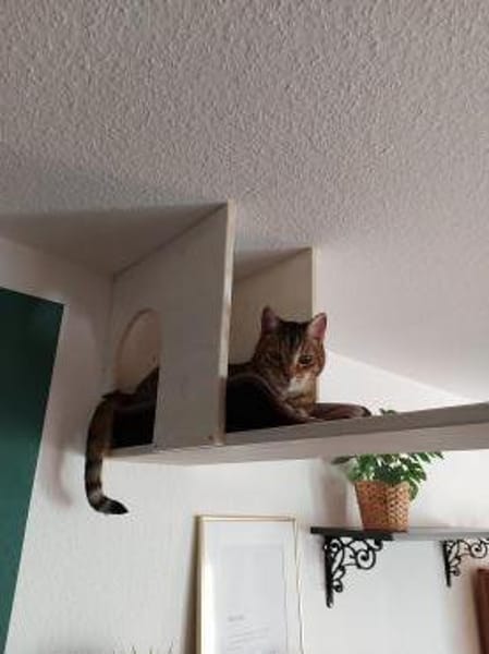 Zwei gemütliche Kater im besten Alter