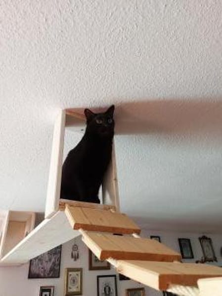 Zwei gemütliche Kater im besten Alter