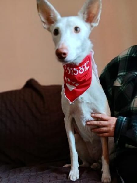 unternehmungslustige Hündin