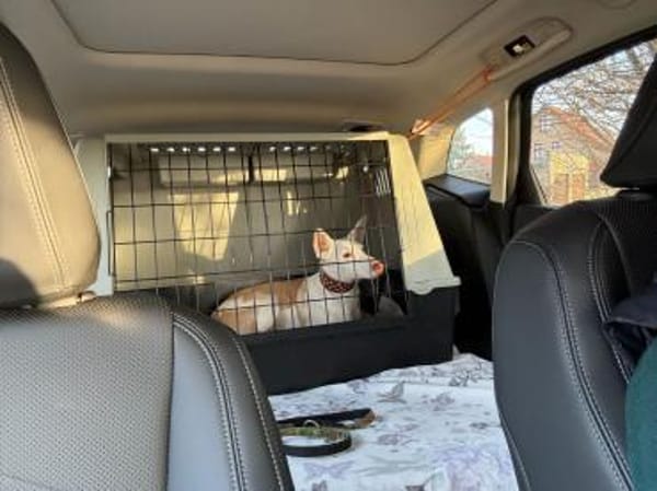 unternehmungslustige Hündin