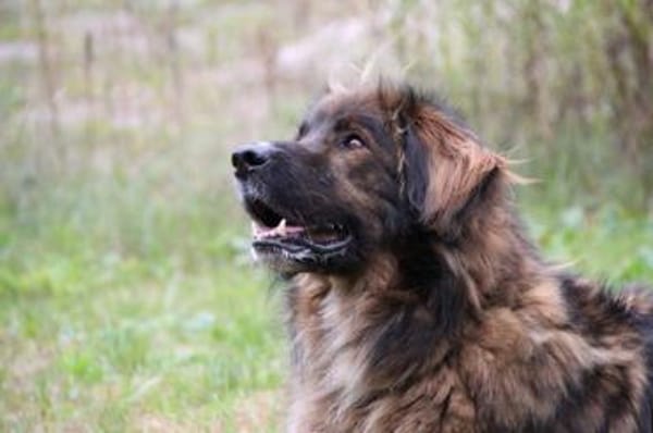 Arco, sportl. großer Familienhund