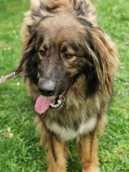 Arco, sportl. großer Familienhund