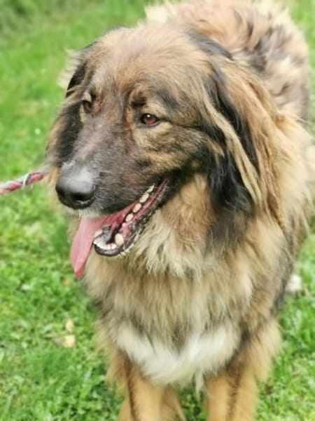 Arco, sportl. großer Familienhund