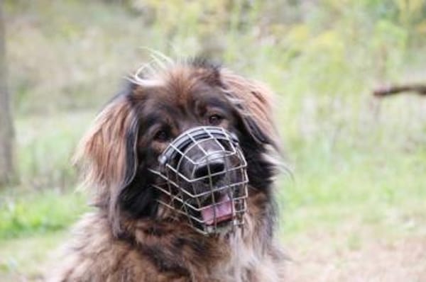 Arco, sportl. großer Familienhund