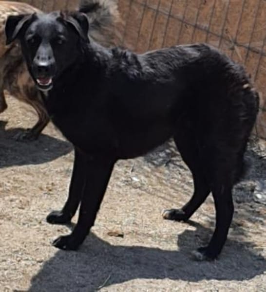 Gorbi  54 cm (Pflegestelle)