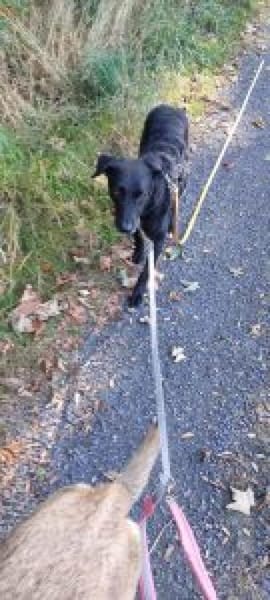 Gorbi  54 cm (Pflegestelle)