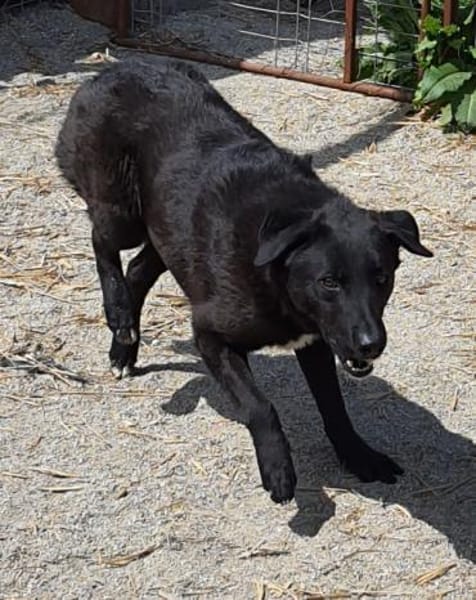 Gorbi  54 cm (Pflegestelle)