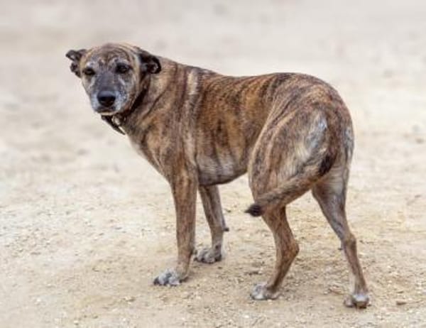 Cassie - freundliche und brave Hündin