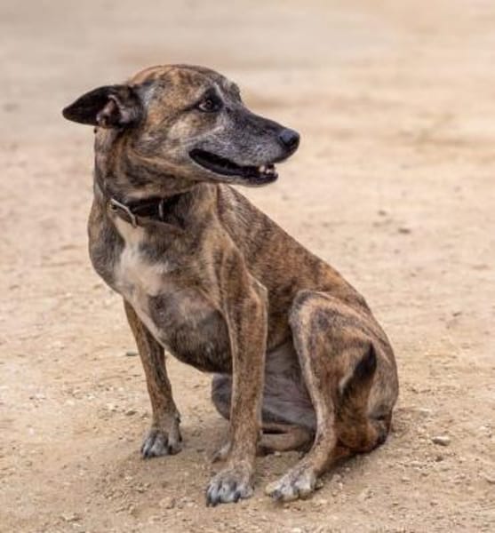 Cassie - freundliche und brave Hündin