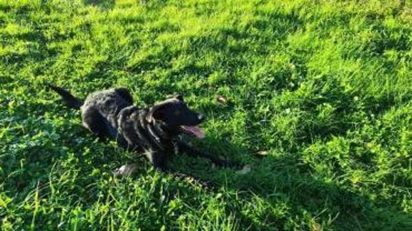 BAGHEERA - aktiv und kontaktfreudig