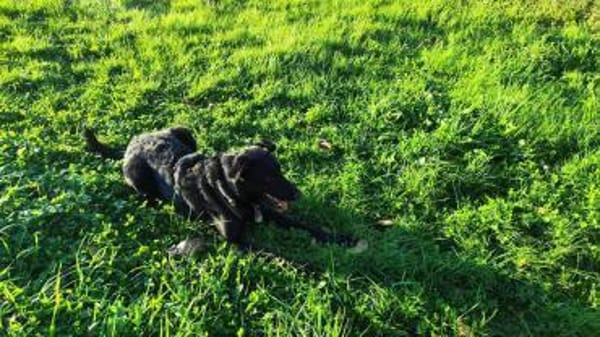 BAGHEERA - aktiv und kontaktfreudig