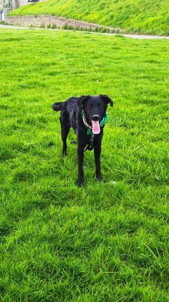 BAGHEERA - aktiv und kontaktfreudig